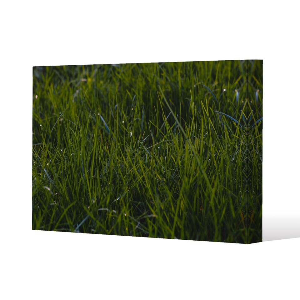 Fresh green grass background, natural grass (Canvas Print) / 77 x 51 x 4cm | Multi
