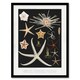 image 1 of Vintage Marine Life Varieties of Deep Sea Starfish Framed Wall Art Print A3