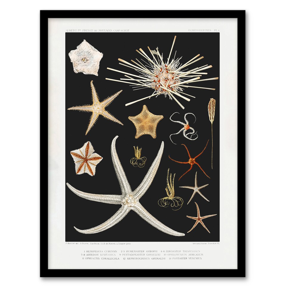image 1 of Vintage Marine Life Varieties of Deep Sea Starfish Framed Wall Art Print A3