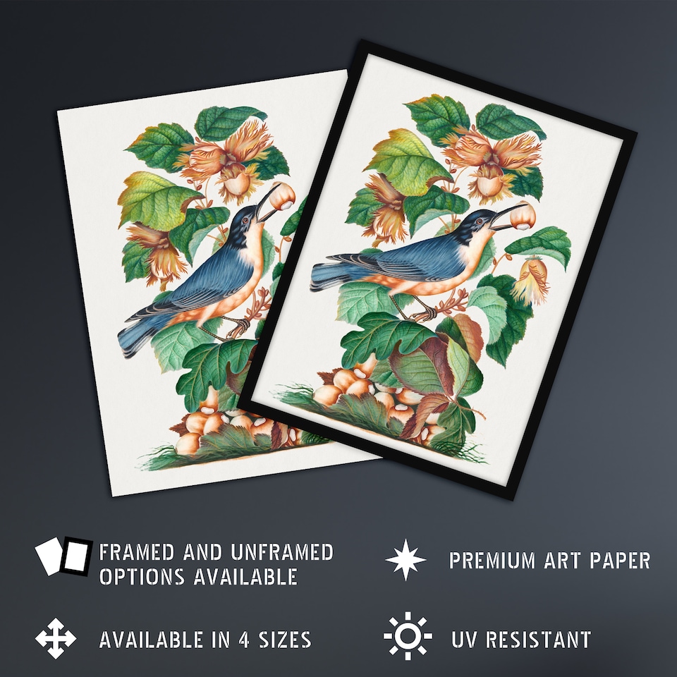 image 1 of Nuthatch Bird Hazel Oak and Bramble Bolton Huge Wall Art Poster Print