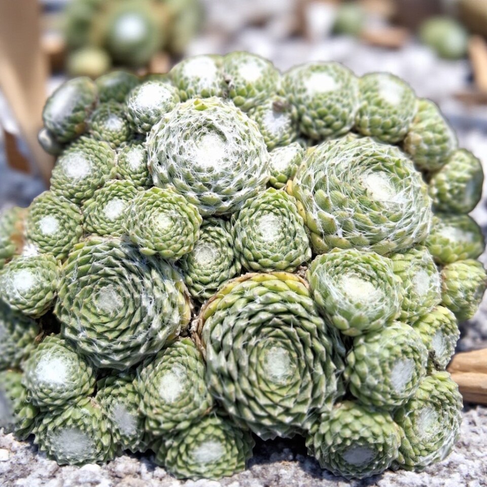 image 1 of Carbeth Plants Sempervivum Arctic White - Drought Tolerant & Easy Care Plant | Multi