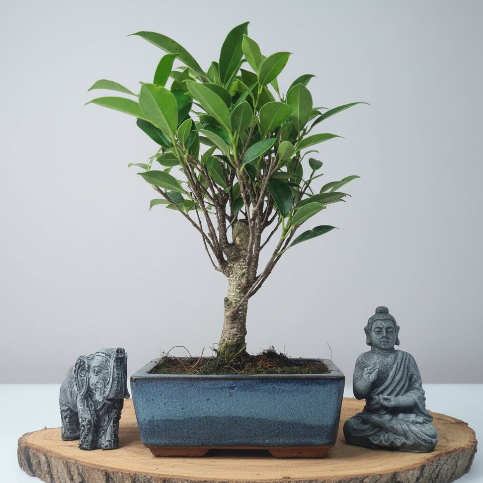 image 1 of Yorkshire Bonsai Ficus Microcarpa (Banyan Fig) Indoor Bonsai Tree Broom In 15cm Pot