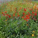 image 3 of Natures Haven Easy Wildflower Seed Mix, Pollinator-Friendly with Added Fertiliser 1.2kg box