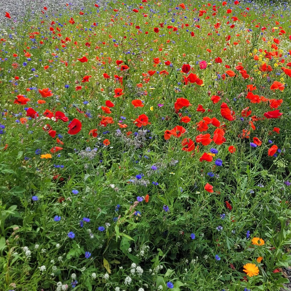 image 1 of Natures Haven Easy Wildflower Seed Mix, Pollinator-Friendly with Added Fertiliser 1.2kg box