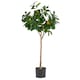 image 1 of Large Lemon Tree Artificial 120cm Premium Plant | Green | 4ft