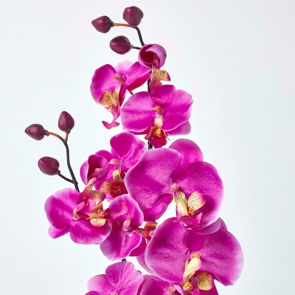 image 1 of Homescapes Set of 2 Cream & Pink Artificial Orchids in Black Ceramic Pots, 55 cm