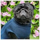 image 8 of HugglePets Legacy Cable Knit Dog Jumper | Blue | S