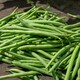 image 8 of Marshalls Garden French Bean 'Cobra' Climbing Seeds (Organic) - 25 Seeds | Green | Green, White, Red