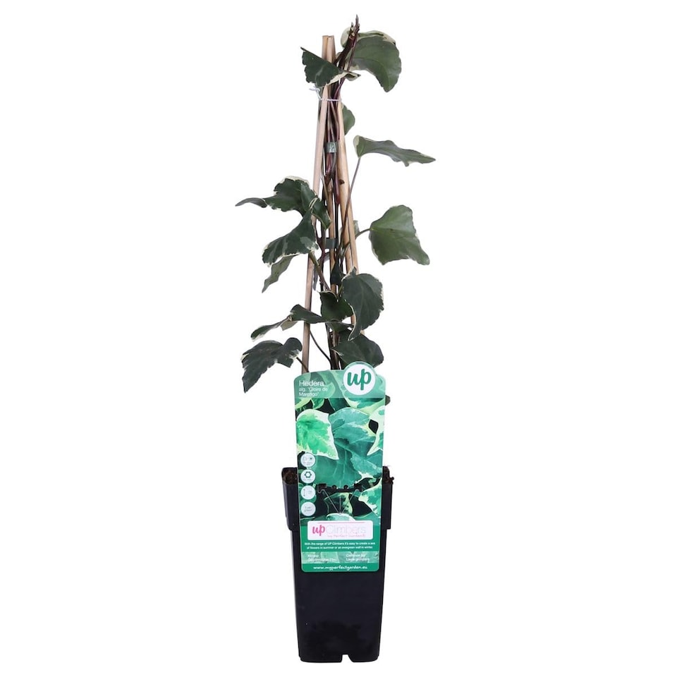 Hedera canariensis Gloire de Marengo 9cm Potted Plant x 3
