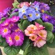 image 4 of Carbeth Plants Perennial Favourites Mixed - 1 x Jumbo 6 Pack Bedding Plants - Garden Ready