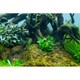 image 10 of Tropica Anubias barteri 'Mini Coin' (Easy, Foreground/Attach) 1-2-Grow!