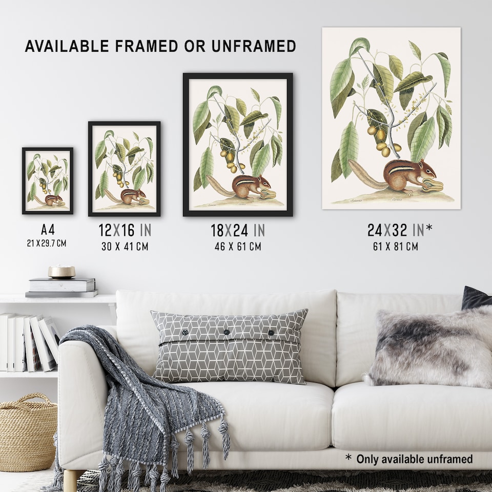 image 1 of Ground Squirrel and Wild Nutmeg Mark Catesby Framed Wall Art Print 12X16"