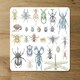 image 2 of big set of insects bugs beetles and bees many species in vintage old hand drawn style (Placemat & Coaster Set)