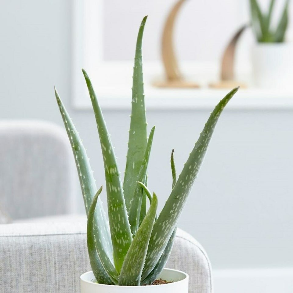 image 1 of Carbeth Plants Aloe Vera in 11cm Pot - Easy Care Houseplant Favourite for Beginners