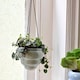 image 5 of Burgon & Ball Hanging Pot Baby Bombino Trio