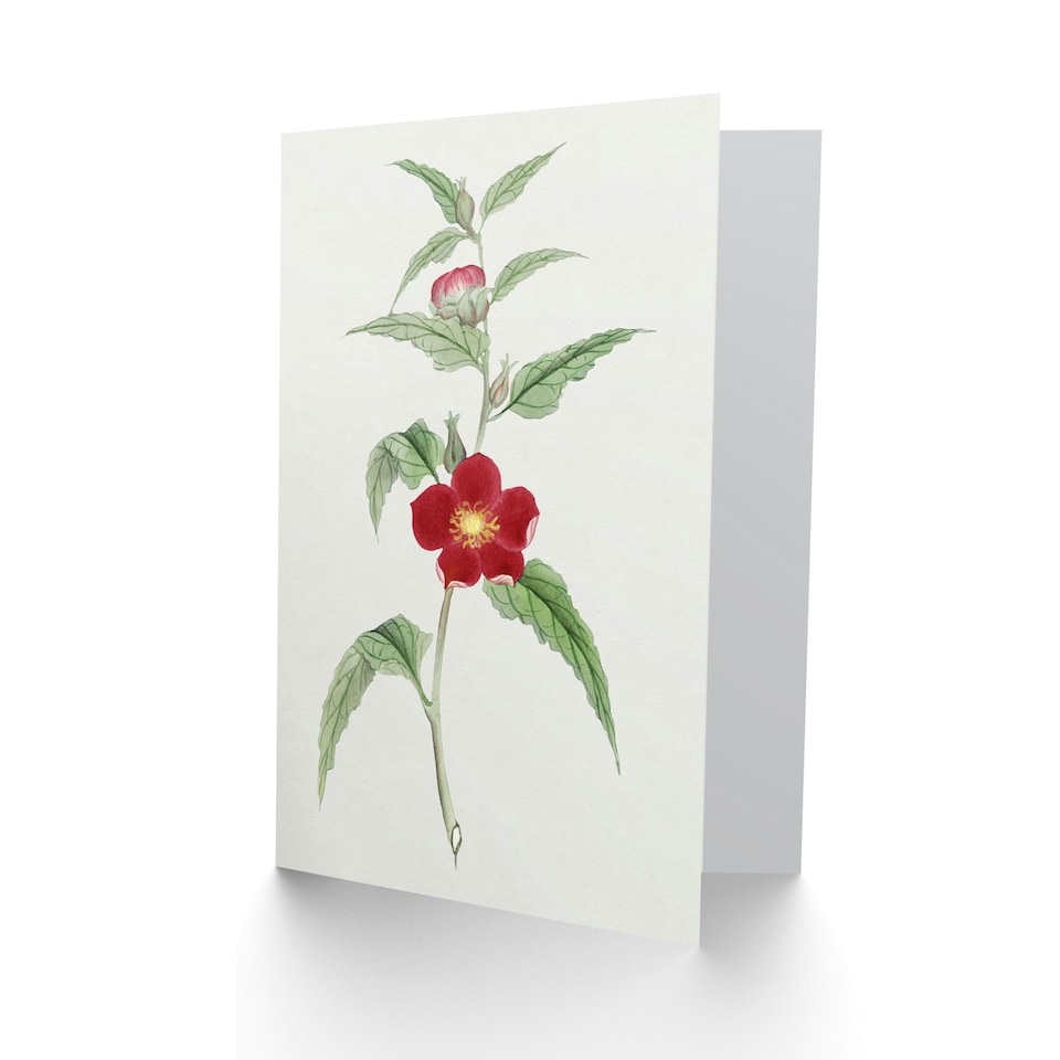 image 1 of Vintage Japanese Botanical Art Card Pomegranate Flower