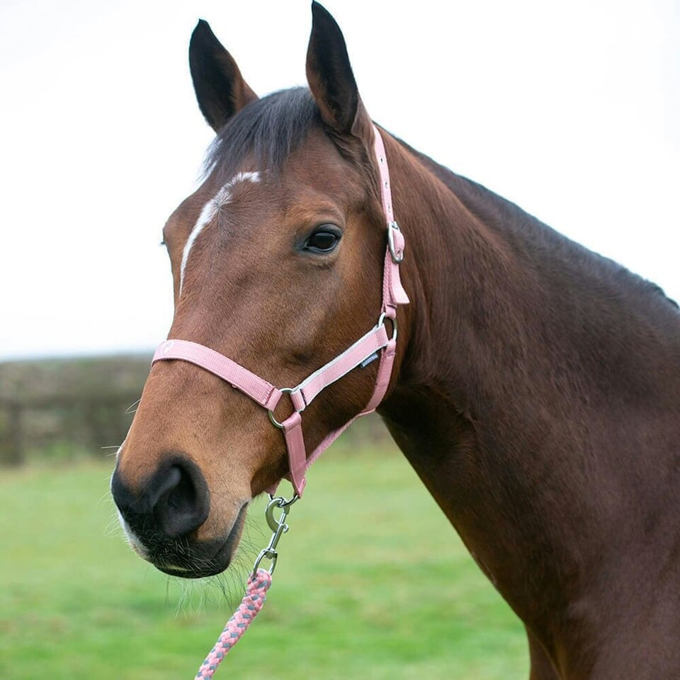 image 1 of Hy Synergy Horse Headcollar - Grape/Silver - Pony