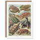 image 1 of Ernst Haeckel Art Card Chelonia Turtles Vintage Illustration