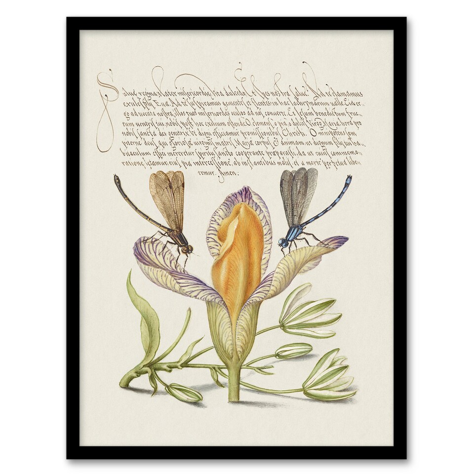 image 1 of Model Book of Calligraphy Framed Wall Art Damselflies on Spanish Iris Home Décor
