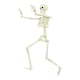 image 3 of 90cm Skeleton