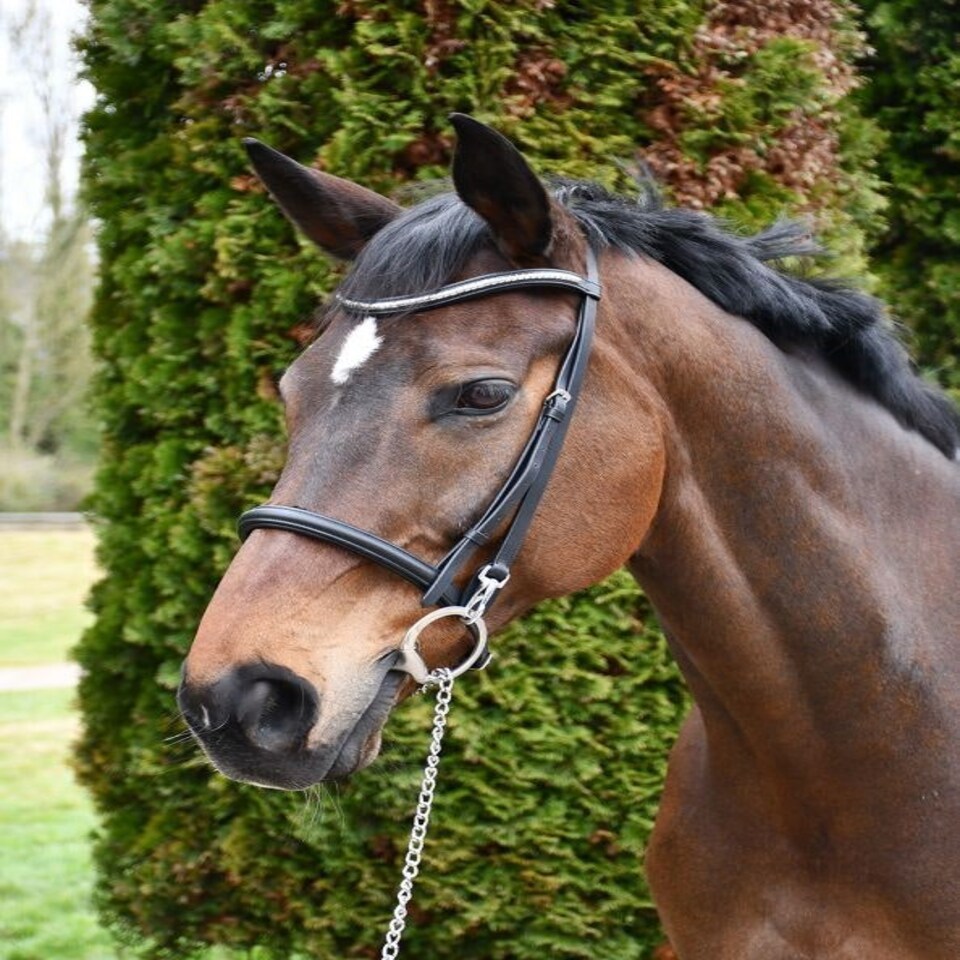 image 1 of Rhinegold Veneto Show Bridle Clincher Browband Black | Size: Full
Colour: Black