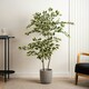 image 2 of 145Cm Variegated Ficus In White Plastic Pot Green | One Size
