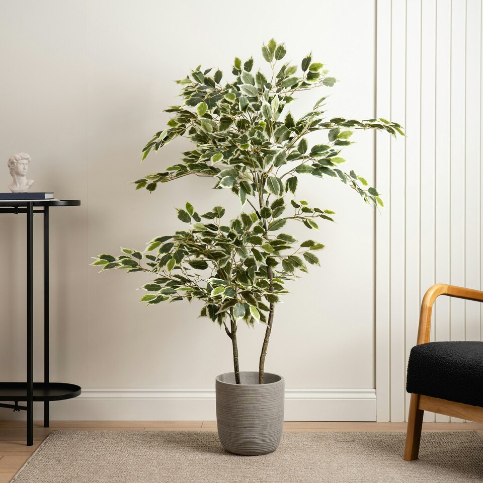 image 1 of 145Cm Variegated Ficus In White Plastic Pot Green | One Size