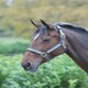 image 9 of Shires Topaz Nylon Headcollar Orange | X-Full