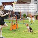 image 5 of PawHut Seven-Piece Dog Agility Equipment, Obstacle Training Course Kit