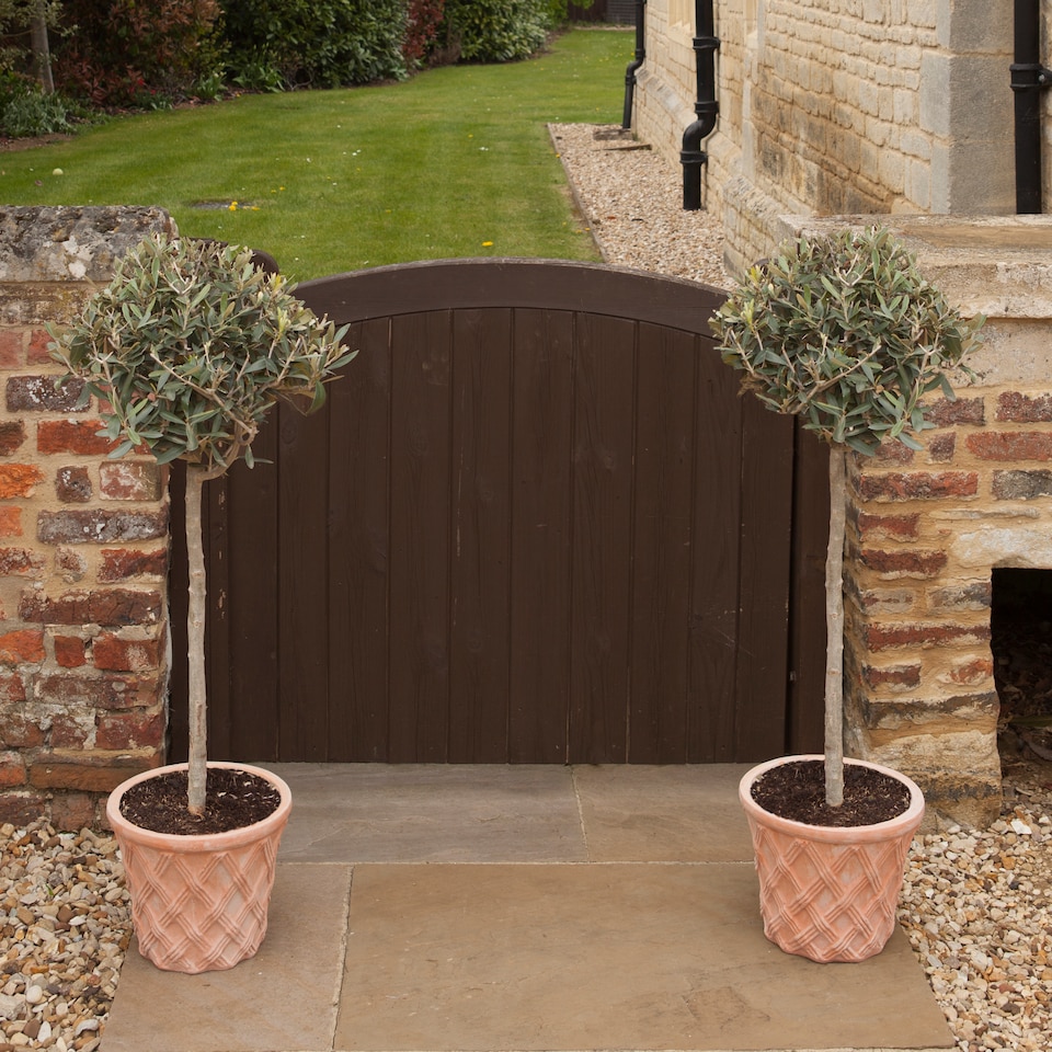 image 1 of YouGarden Pair of Patio Olive Trees, Hardy Standard Olive Trees, 80cm Tall in 18cm Pots, Supplied as Two Established Potted Trees