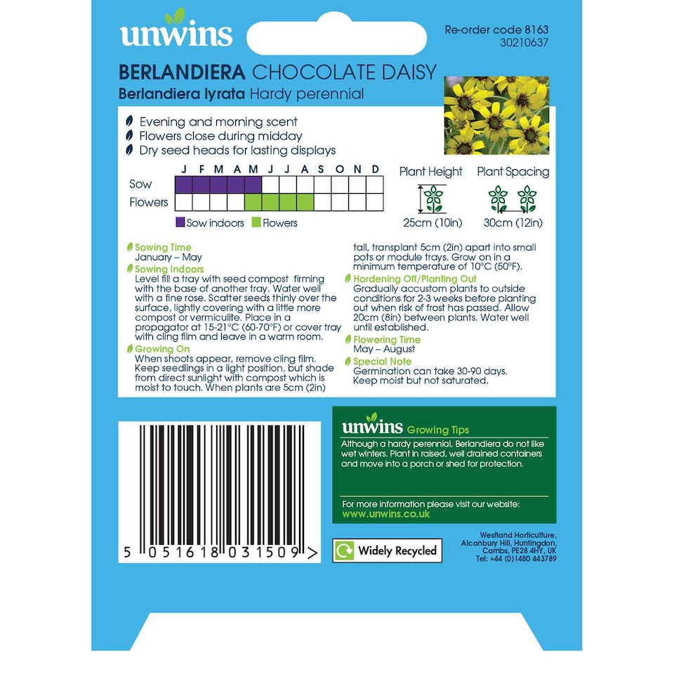 image 1 of Berlandiera Chocolate Daisy | Multi | Yellow with dark black centres | 15 x Seeds | 1