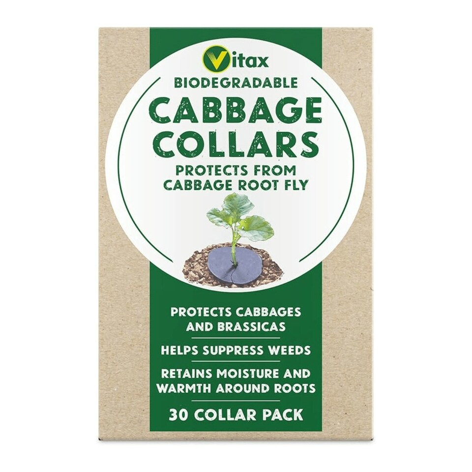 image 1 of Vitax Cabbage Collars – Pack of 30