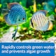 image 3 of 237ml API Prevent Algae Prevents Algae Growth and Maintains Clear Healthy Aquarium Water Aquarium Treatment and Fish Care