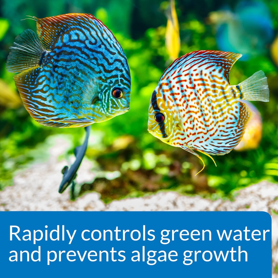 image 1 of 237ml API Prevent Algae Prevents Algae Growth and Maintains Clear Healthy Aquarium Water Aquarium Treatment and Fish Care