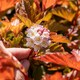 image 8 of Marshalls Garden Physocarpus 'Magic Ball' 3L - Compact colour-changing shrub | Green | Orange | 3L Plants