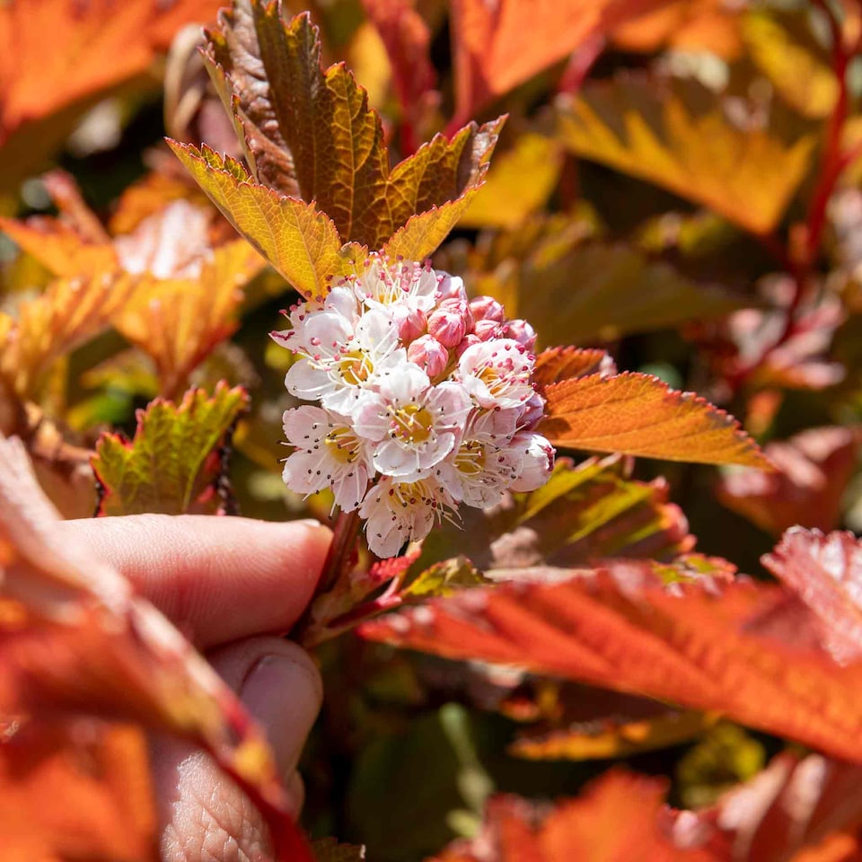 image 1 of Marshalls Garden Physocarpus 'Magic Ball' 3L - Compact colour-changing shrub | Green | Orange | 3L Plants