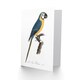 image 2 of Francois Levaillant Art Card Blue and Yellow Macaw Parrot