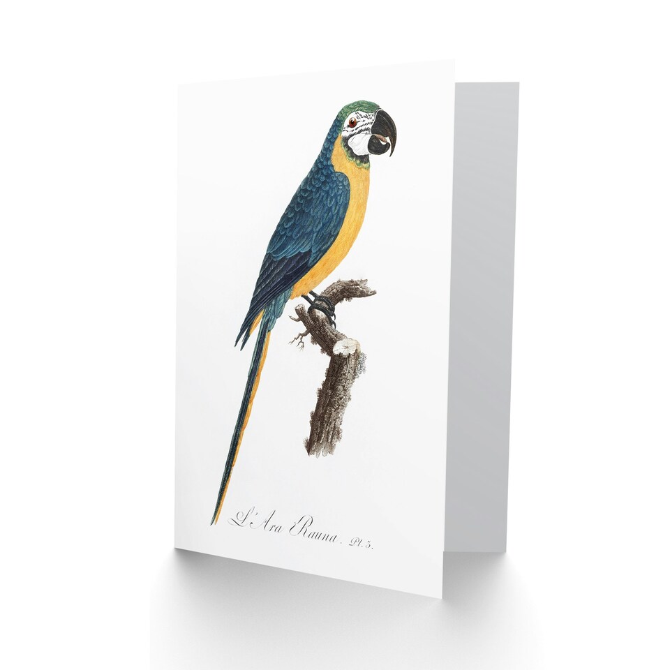 image 1 of Francois Levaillant Art Card Blue and Yellow Macaw Parrot