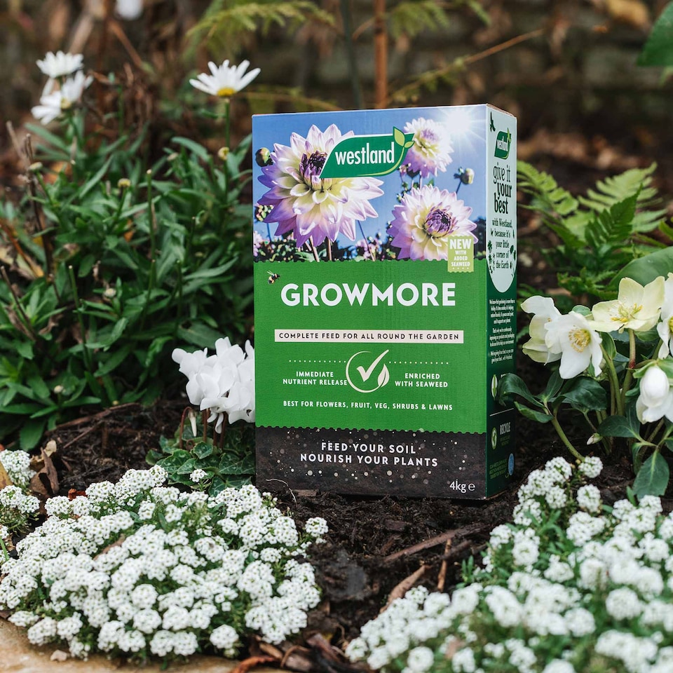 image 1 of Westland Growmore Fertiliser