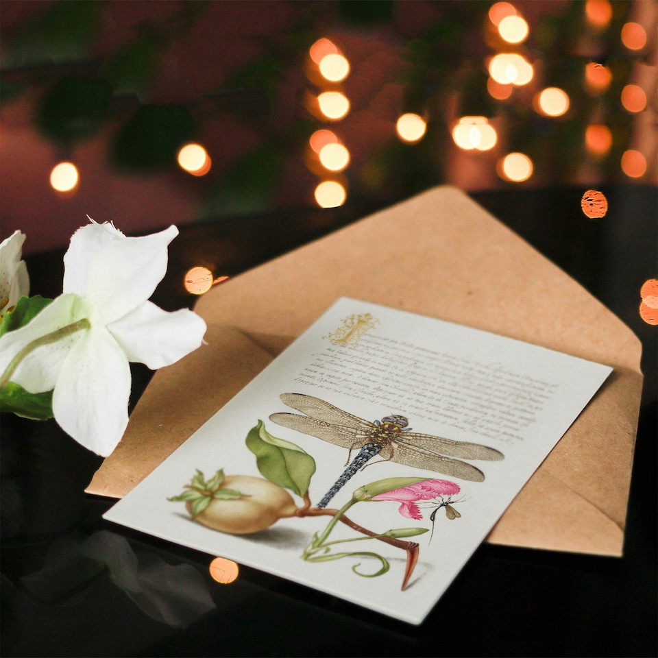 image 1 of Model Book of Calligraphy Art Card Dragonfly Pear and Carnation