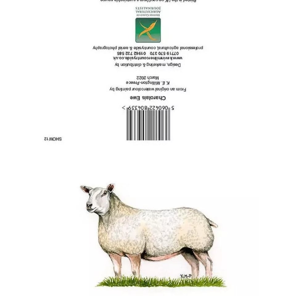 Kevin Milner Countryside Charolais Ewe Greetings Card - White/Green - One Size