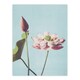 image 1 of Pink Lotus Flower Blooms Vintage Japan Wall Art Print Kazumasa 24x32"