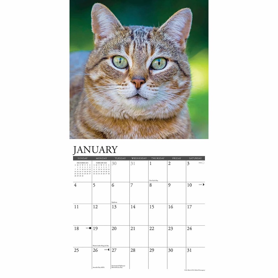 image 1 of Just Tabby Cats Calendar 2026, Wall Calendars, Month To View, Cats, Gift