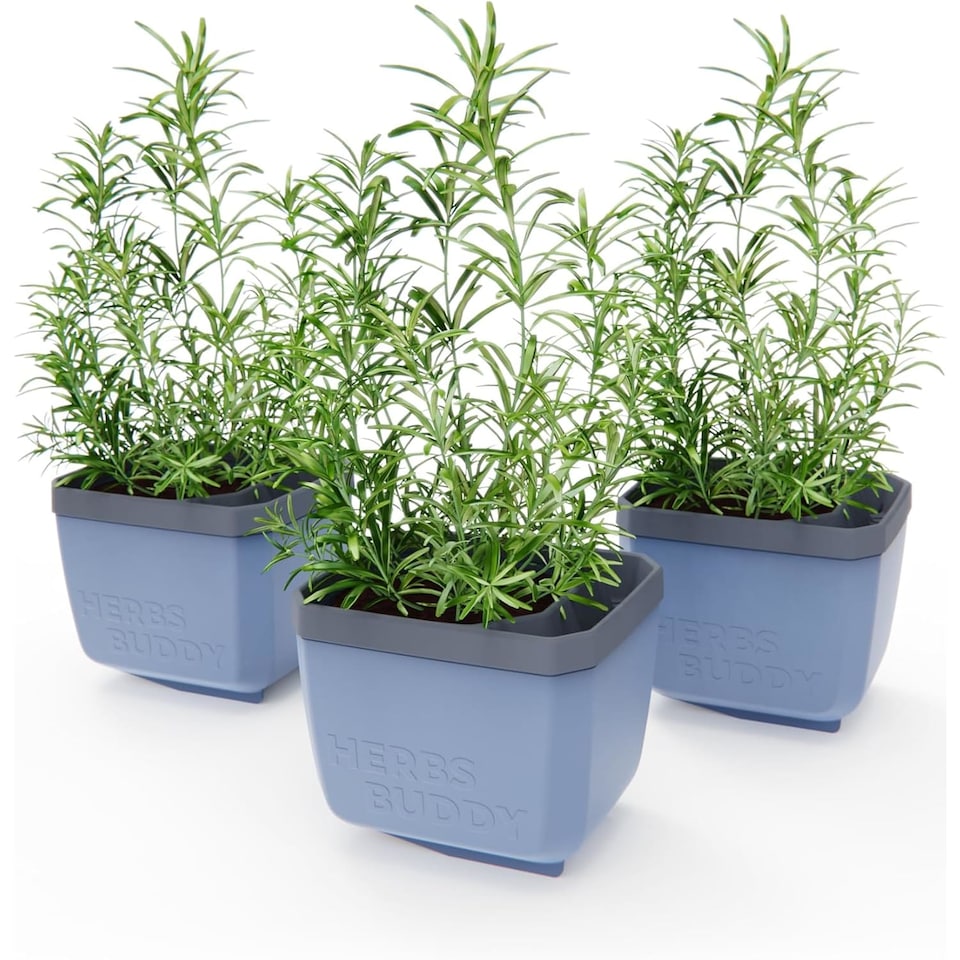image 1 of GUSTA GARDEN Herbs Buddy Self-Watering Pot & Herb Pot for Kitchen & Windowsill, Ideal for Basil, Water Tank, Water Level Indicator (3 units - Blue)