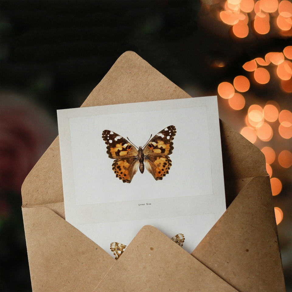 image 1 of Sherman Denton Art Card Painted Lady Butterfly Vintage Illustration