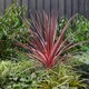 image 9 of Marshalls Garden Cordyline 'Charlie Boy' Variegated Pink and Burgundy Evergreen Shrub 9cm