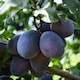 image 3 of Fruit Patio Tree Collection 9cm Potted Plant x 3