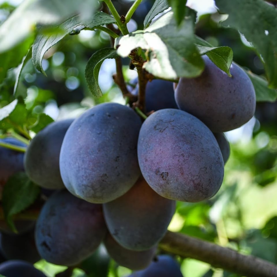 image 1 of Fruit Patio Tree Collection 9cm Potted Plant x 3
