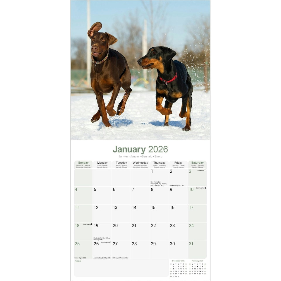 image 1 of Doberman (US) 2026 Calendar | Square Wall Calendar | Dog Breed Gift | Plastic Free Packaging | by Avonside Publishing