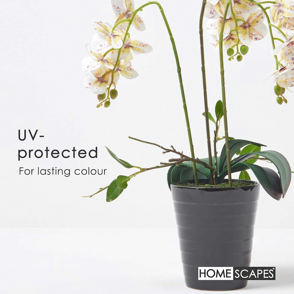 image 1 of Homescapes White Orchid 56 cm Phalaenopsis in Ceramic Pot